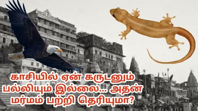 காசியில் ஏன் கருடனும் பல்லியும் இல்லை தெரியுமா?