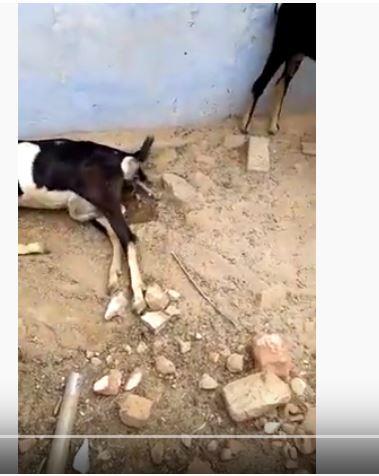 baby goat born in pasumai pannai - 1