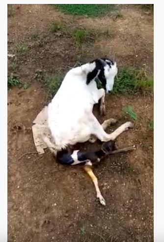 Baby Goat Born in Pasumai Pannai - 3